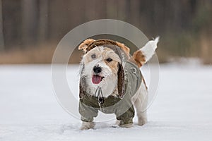 Jack Russell Terrier in a green jacket and hat with earflaps. Snowing. Dog in the forest in winter. Background for the