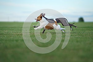 A Jack Russell Terrier and a Greyhound dogs engage in a high-speed chase