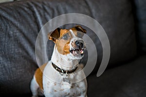 Jack Russell Terrier grins his teeth and growls