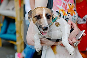 Jack Russell Terrier in the hands of the mistress