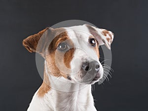 Jack Russell Terrier head