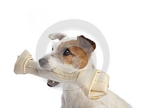 Jack russell terrier holding a bone