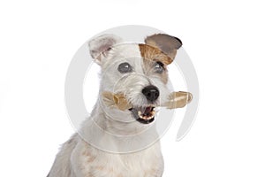 Jack russell terrier holding a bone standing