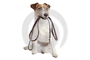 Jack russell terrier holding leach