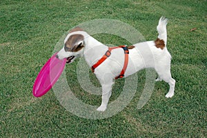 Jack Russell Terrier holds pink frisbee in its mouth.