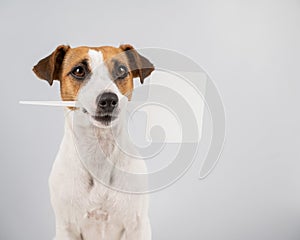 Jack Russell Terrier holds a sign in his mouth on a white background. The dog is holding a mock ad.