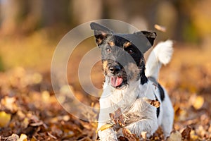 Jack Russell Terrier. Young cute dog is running fast through a tree avenue in the forest