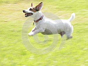 Jack Russell Terrier JRT Jacob Running 01