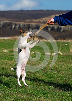 Jack russell terrier jumping