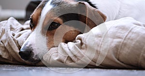 Jack Russell Terrier lays onlays on his place