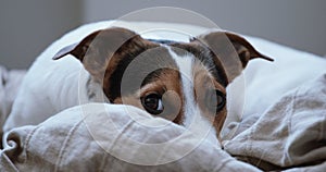 Jack Russell Terrier lays onlays on his place