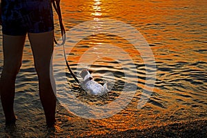 Jack Russell Terrier on a leash swims in the sea at sunset.