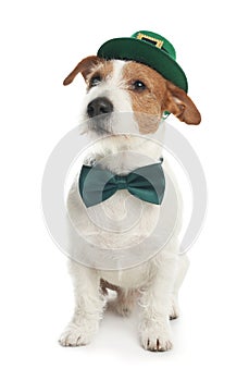 Jack Russell terrier with leprechaun hat and bow tie on background. St. Patrick`s Day
