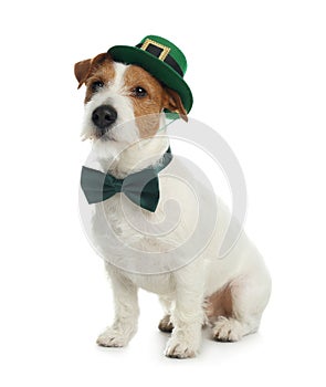 Jack Russell terrier with leprechaun hat and bow tie on white background. St. Patrick`s Day