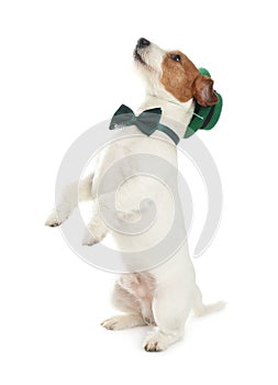 Jack Russell terrier with leprechaun hat and bow tie on white background. St. Patrick`s Day