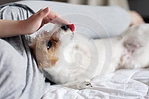 Jack russell terrier lick hand of owner, woman and dog lie on the bed together