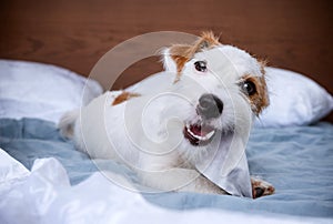Jack Russell Terrier lies on the bed on the white bed linen and chews a napkin, the puppy plays at home