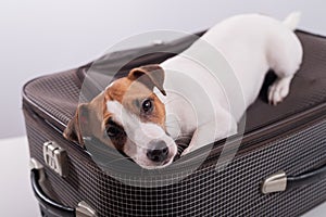 Jack russell terrier lies on a suitcase on a white background waiting for a vacation. The dog is going on a journey with