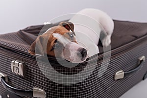 Jack russell terrier lies on a suitcase on a white background waiting for a vacation. The dog is going on a journey with