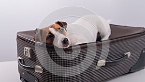 Jack russell terrier lies on a suitcase on a white background waiting for a vacation. The dog is going on a journey with