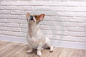 Jack russell terrier looking up. Dog sitting on floor. Dog puppy on a brick background.