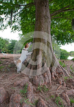 Jack Russell Terrier looking up into a tree