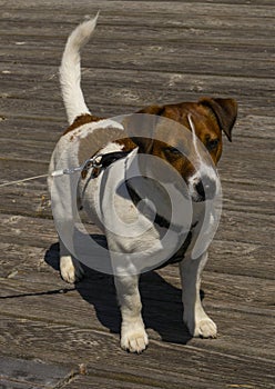 Jack Russell Terrier looks ahead. Dog