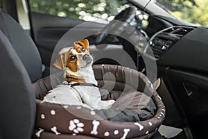 Jack Russell Terrier in lounger dog bed. The pet enjoying a car ride