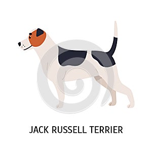 Jack Russell Terrier. Lovely dog of hunting breed isolated on white background. Cute purebred domestic animal, doggy