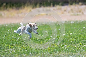 Jack Russell terrier on the lure course