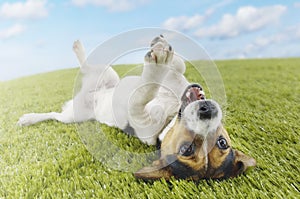 Jack Russell terrier Lying On Back In Grass