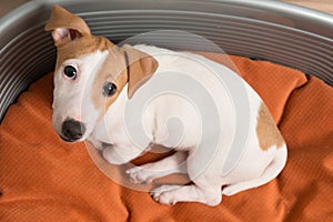 Jack Russell Terrier Lying on Dog Bed