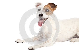 Jack russell terrier lying down