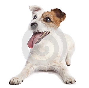 Jack russell terrier lying down