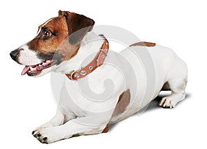 Jack Russell Terrier Lying Down on the Ground