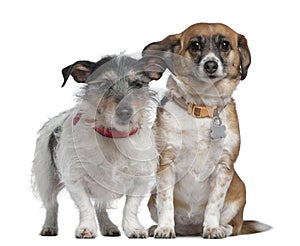 Jack Russell Terrier and Mixed-breed dog