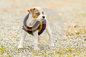 Jack Russell Terrier Outdoor