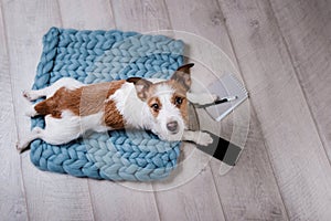 Jack Russell Terrier with a pad on the floor