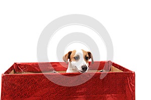 jack russell terrier in paper box