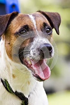 Jack Russell Terrier- Patchy 4