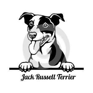 Jack Russell Terrier Peeking Dog - head isolated on white