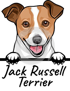 Jack Russell Terrier peeking dog isolated on a white background