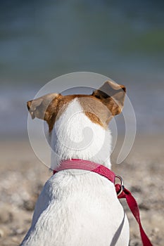 Jack russell terrier peeps out the owner who comes out of the sea, vertical format