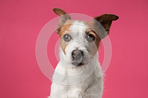 Jack Russell Terrier with a perceptive stare poses against a pink background