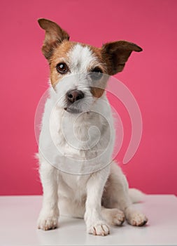 Jack Russell Terrier with a perceptive stare poses against a pink background