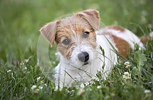 Jack Russell terrier pet dog happy puppy looking