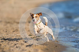 Jack russell terrier play on sea shore