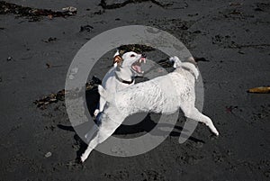 Jack Russell Terrier Play Time
