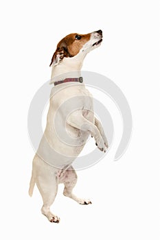 Jack Russell Terrier