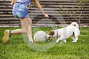 jack russell terrier plays football with a girl in the yard on the lawn green grass.